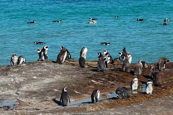 Pinguins africanos em rochas costeiras — Fotografia de Stock