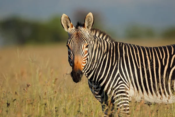 Cape berg zebra porträtt — Stockfoto