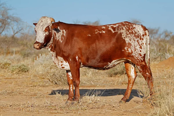 Mucca di Sanga - Namibia — Foto Stock