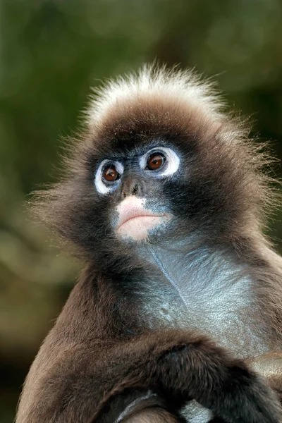 Brillenlangur-Affenporträt — Stockfoto
