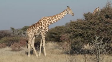 ağaçta besleme zürafa