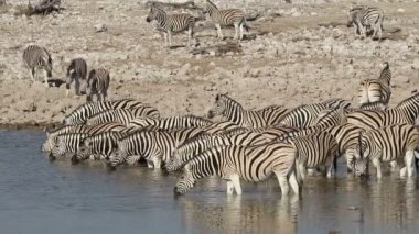 ovalar zebralar içme suyu