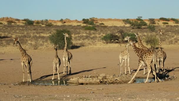 Girafas em um buraco de água — Vídeo de Stock
