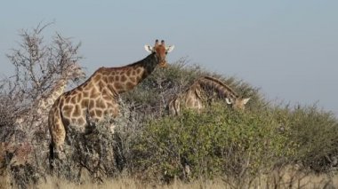 Zürafalar ağaçta besleme