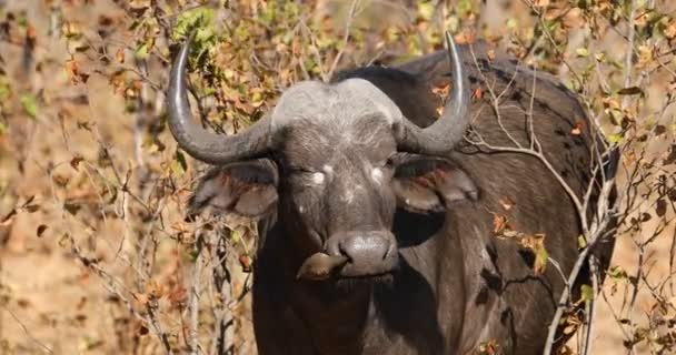 African buffalo with oxpecker bird — Stock Video