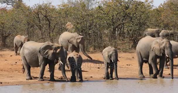 Afričtí sloni pitné vody — Stock video