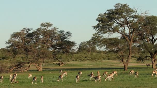 Memberi makan antelop springbok — Stok Video