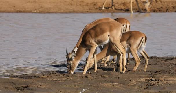 Impala-Antilopen trinken Wasser — Stockvideo