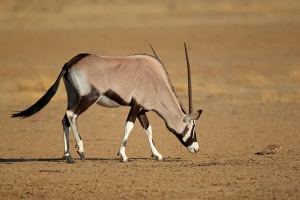 Antílope Gemsbok y ardilla — Foto de Stock