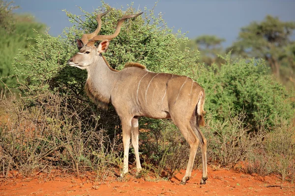 Kudu antelope in natural habitat — Stock Photo, Image