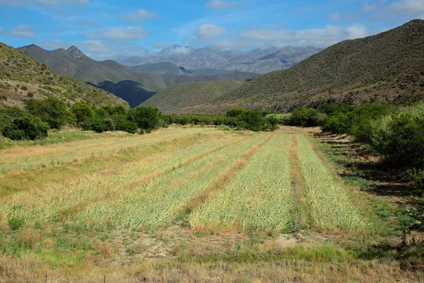 Сельский пейзаж - Южная Африка — стоковое фото