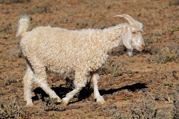 Angora keçi kırsal çiftlik — Stok fotoğraf