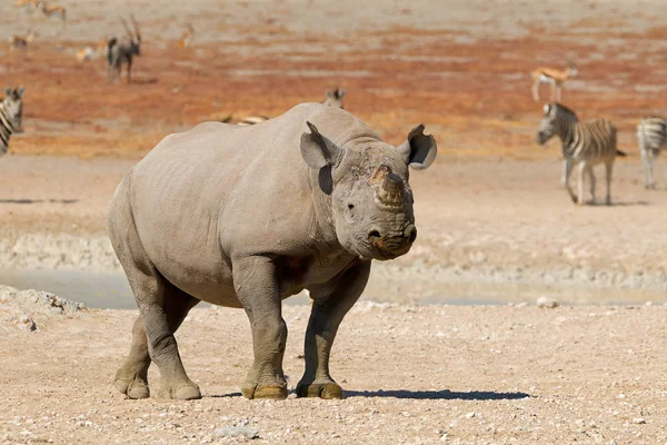 Black rhinoceros in natural habitat — Stock Photo, Image