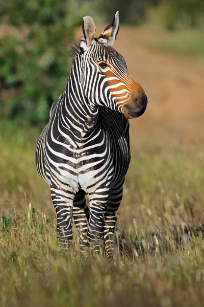 Cape Dağ zebrası otlak olarak — Stok fotoğraf