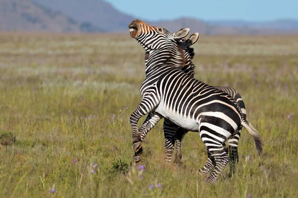 Cabo zebras de montanha lutando — Fotografia de Stock