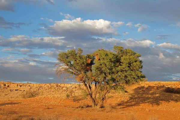 Desert landscape with thorn tree — Stock Photo, Image