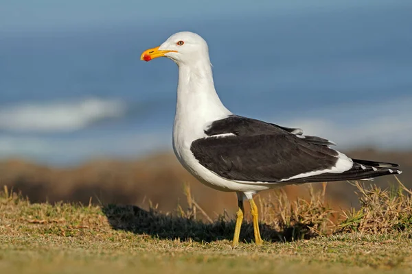 Kelp gull in natural habitat — Stock Photo, Image