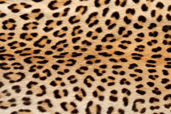 Leopardí kůže pozadí — Stock fotografie