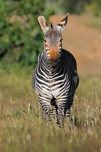 Zebra górska Cape w użytkach zielonych — Zdjęcie stockowe