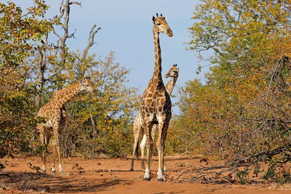 Giraffes in natural habitat — Stock Photo, Image
