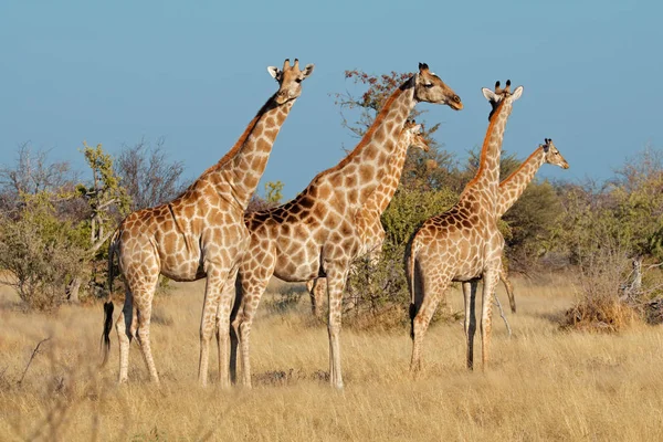 Zürafalar doğal ortamlarında