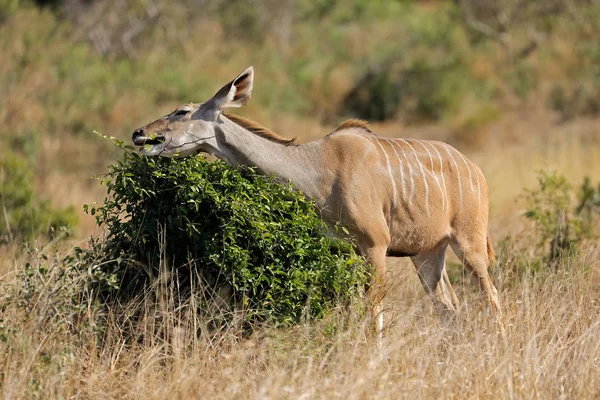 Кормление антилопой Куду — стоковое фото