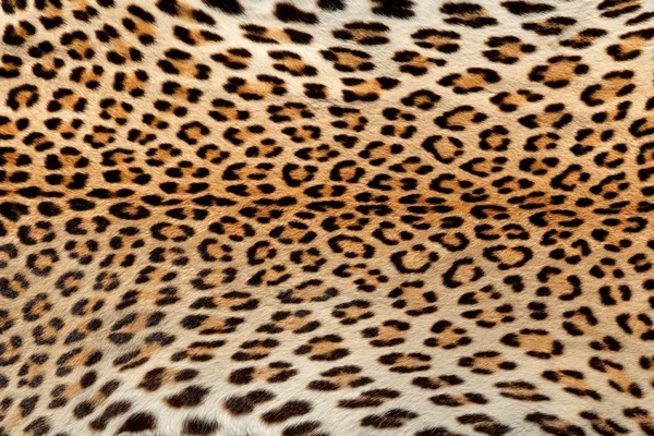Леопардовый фон кожи — стоковое фото