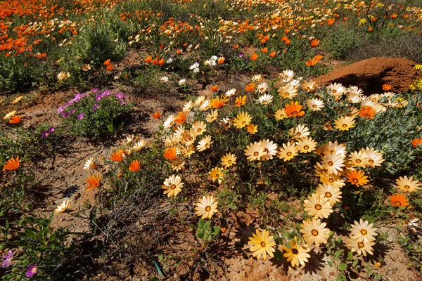Namaqualand daisies - South Africa — Stock Photo, Image