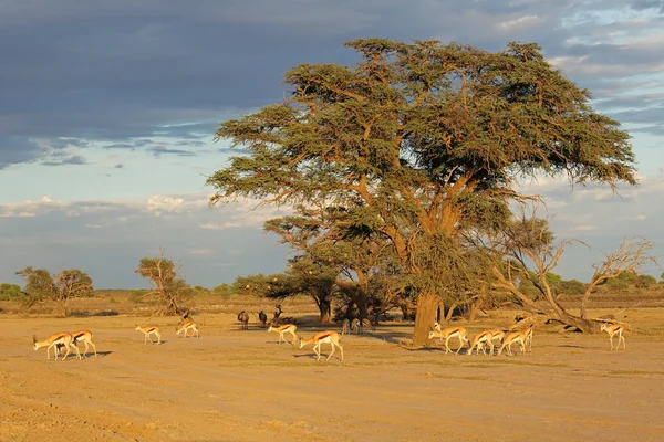 Springbok antelope landscape — Stock Photo, Image