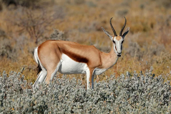 Springbok doğal ortamlarında 