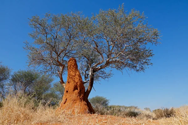 Albero e termitaio — Foto Stock