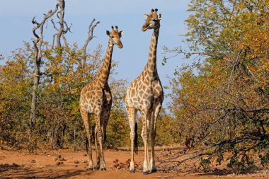 Giraffes in natural habitat clipart