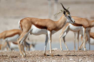 Springbok antilop doğal ortamlarında