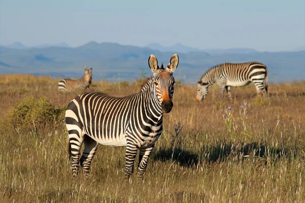 Kap mountain zebror i gräsmark — Stockfoto