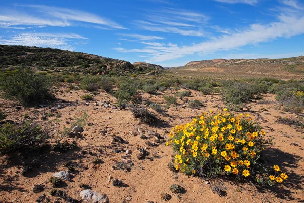 Paisagem do deserto - África do Sul — Fotografia de Stock