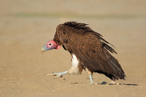 Lappet-faced vulture on the ground — Stock Photo, Image
