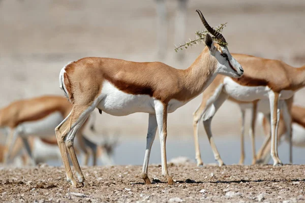 SPRINGBOCK antiloper i naturliga livsmiljöer — Stockfoto