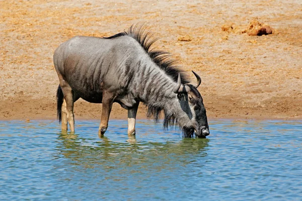 Gnus trinken Wasser — Stockfoto