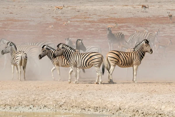 Slätterna zebror i damm — Stockfoto