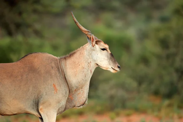 Portrait d'Eland Antelope — Photo