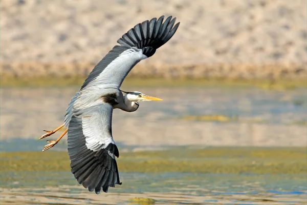 Grey heron in flight — Stock Photo, Image