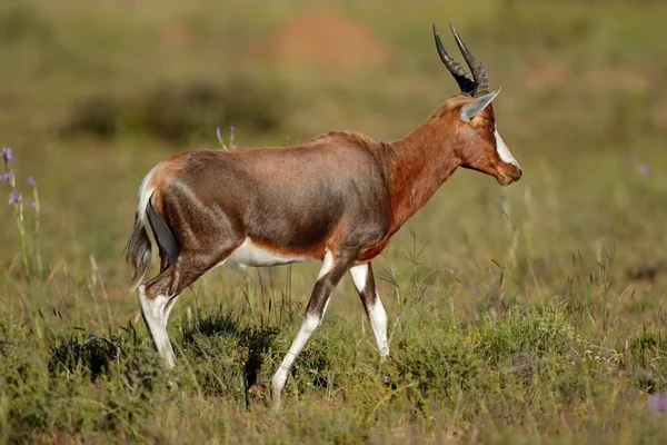 Blesbok antelope in natuurlijke habitat — Stockfoto