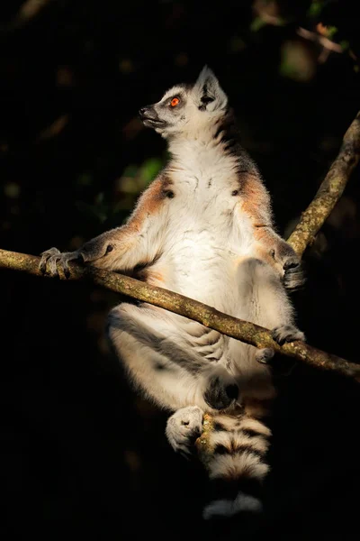 Bir ağaçta Ring-Tailed Maki — Stok fotoğraf