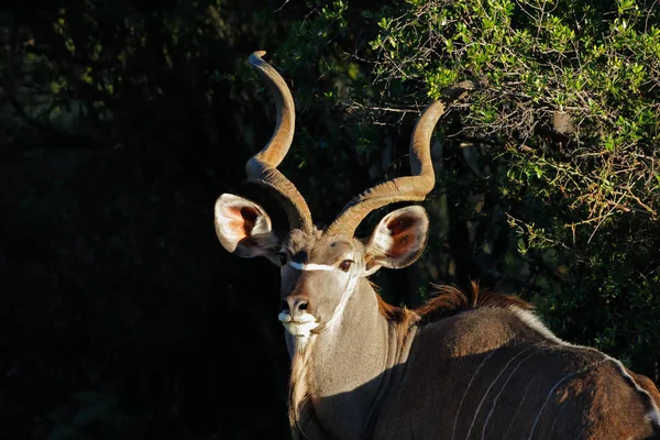 Kudu 영양 초상화 — 스톡 사진