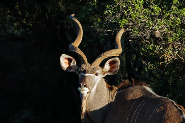 Kudu antilop portre