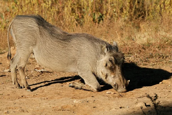 Alimentação Warthog em habitat natural — Fotografia de Stock
