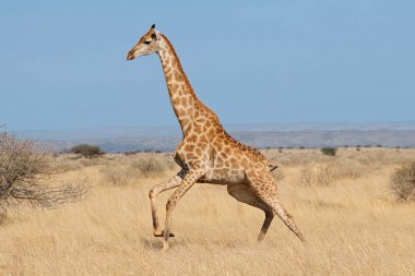 Afrika ovalarda çalışan zürafa