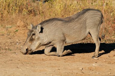 Doğal ortamında besleme domuz