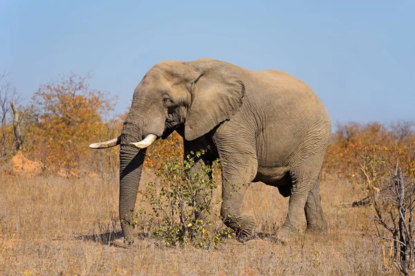Слон Африканський бик — стокове фото