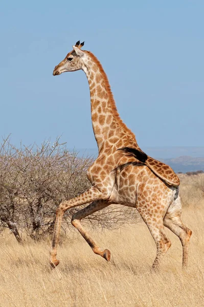 Giraffe running on African plains — Stock Photo, Image